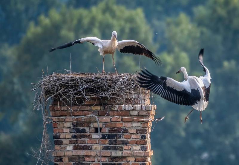 Professional Chimney Animal Removal Services in Dundalk, Maryland