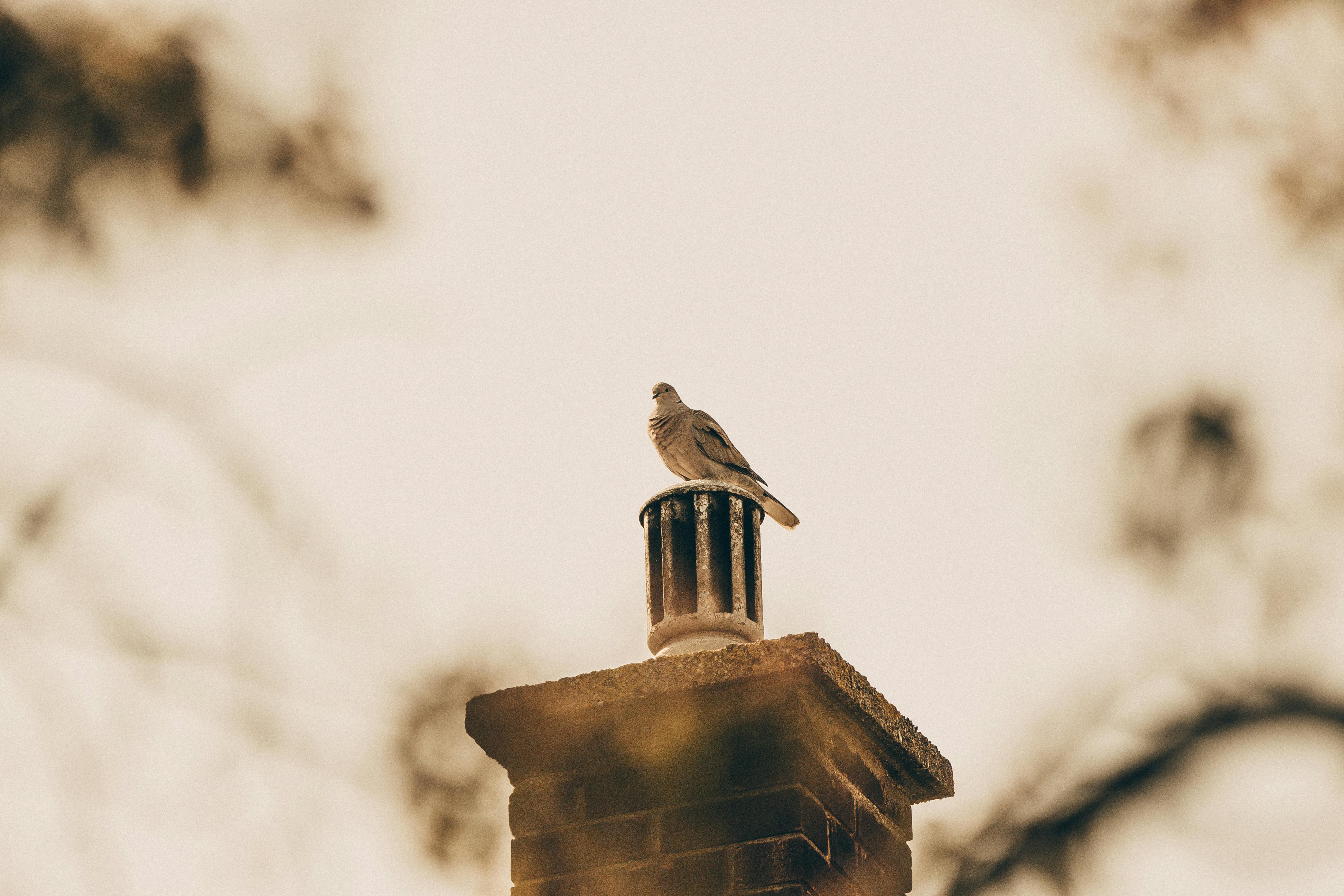 Expert Chimney Cap Installation in Dundalk, Maryland